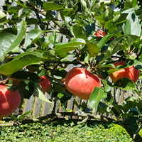 Apfelbaum.png