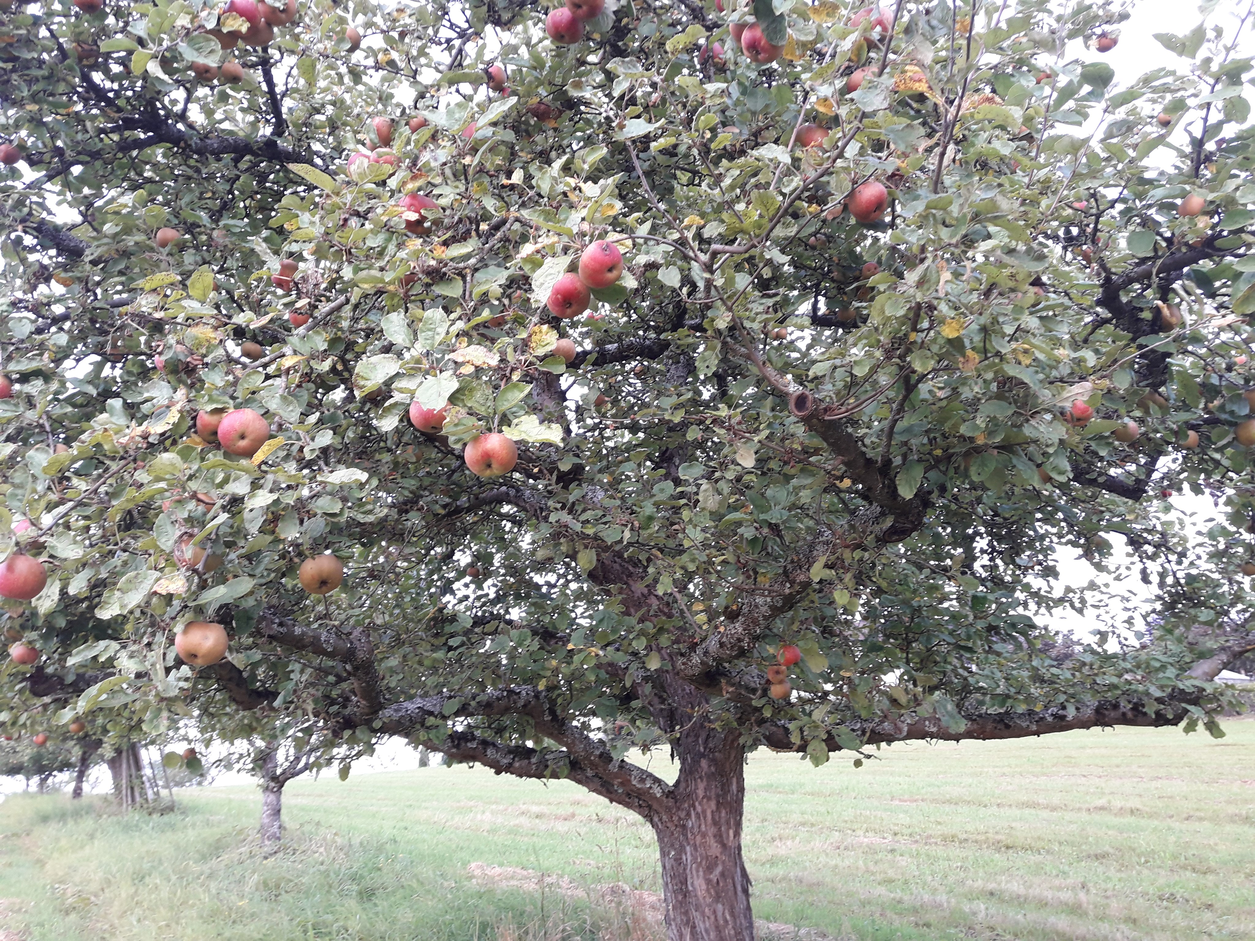 Alter Obstbaum