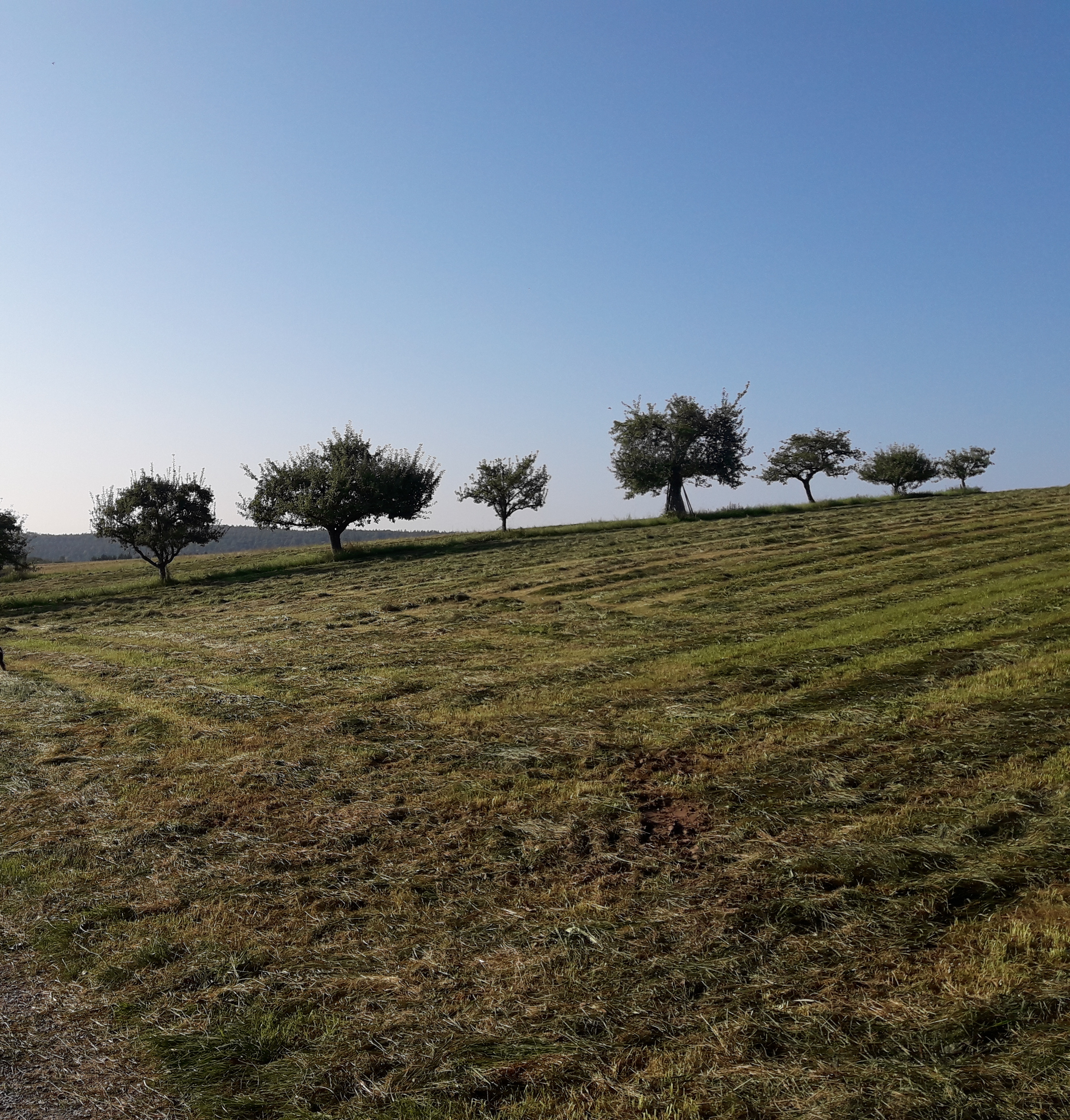 Alter Obstbaumbestand gepl. Baugebiet